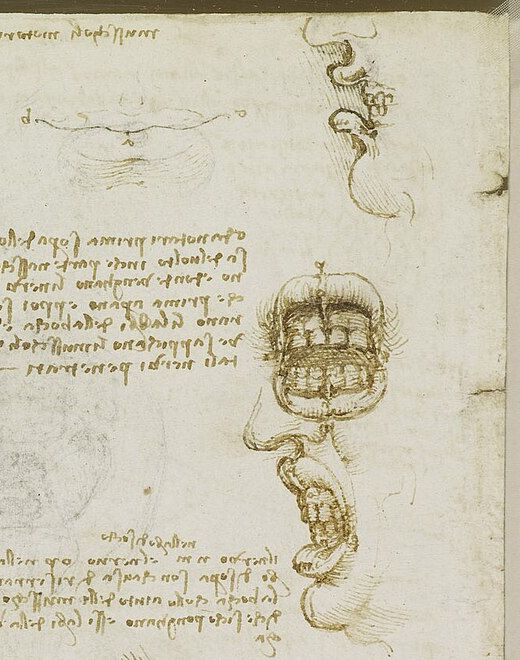 The Anatomy of the Mouth (detail), Leonardo da Vinci