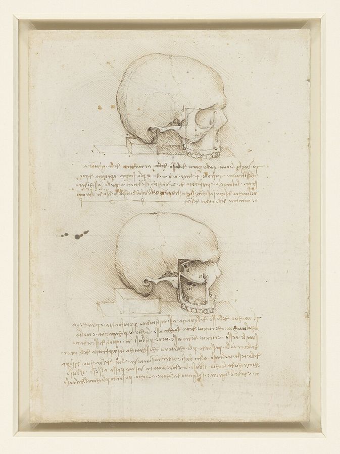 The Cranium, Leonardo da Vinci