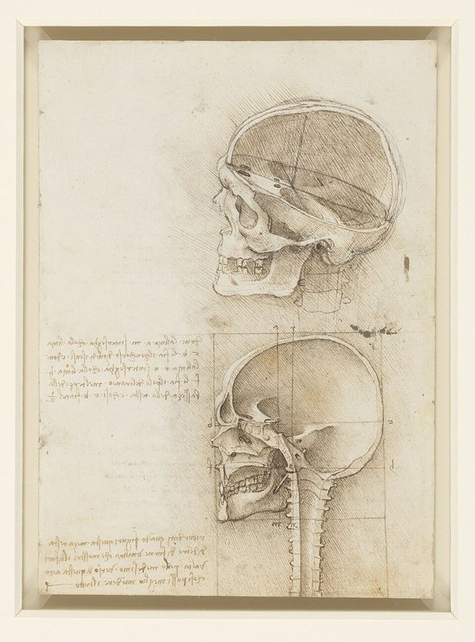 The Skull Sectioned, Leonardo da Vinci